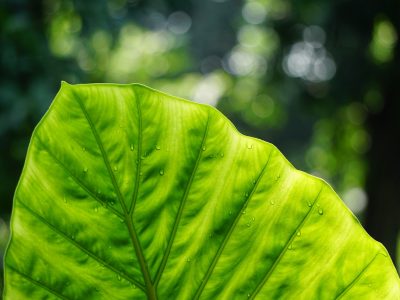 leaf, plant, dew